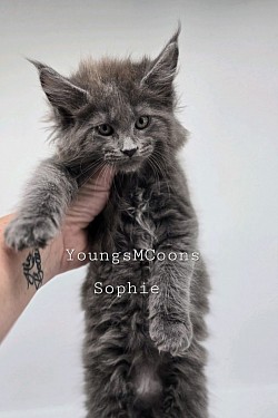 Sophie Girl Available