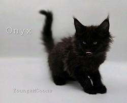 Onyx Girl Reserved