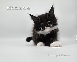 Monroe Female Available