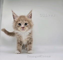 Oliver Reserved